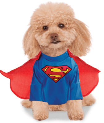 dog dressed as superman