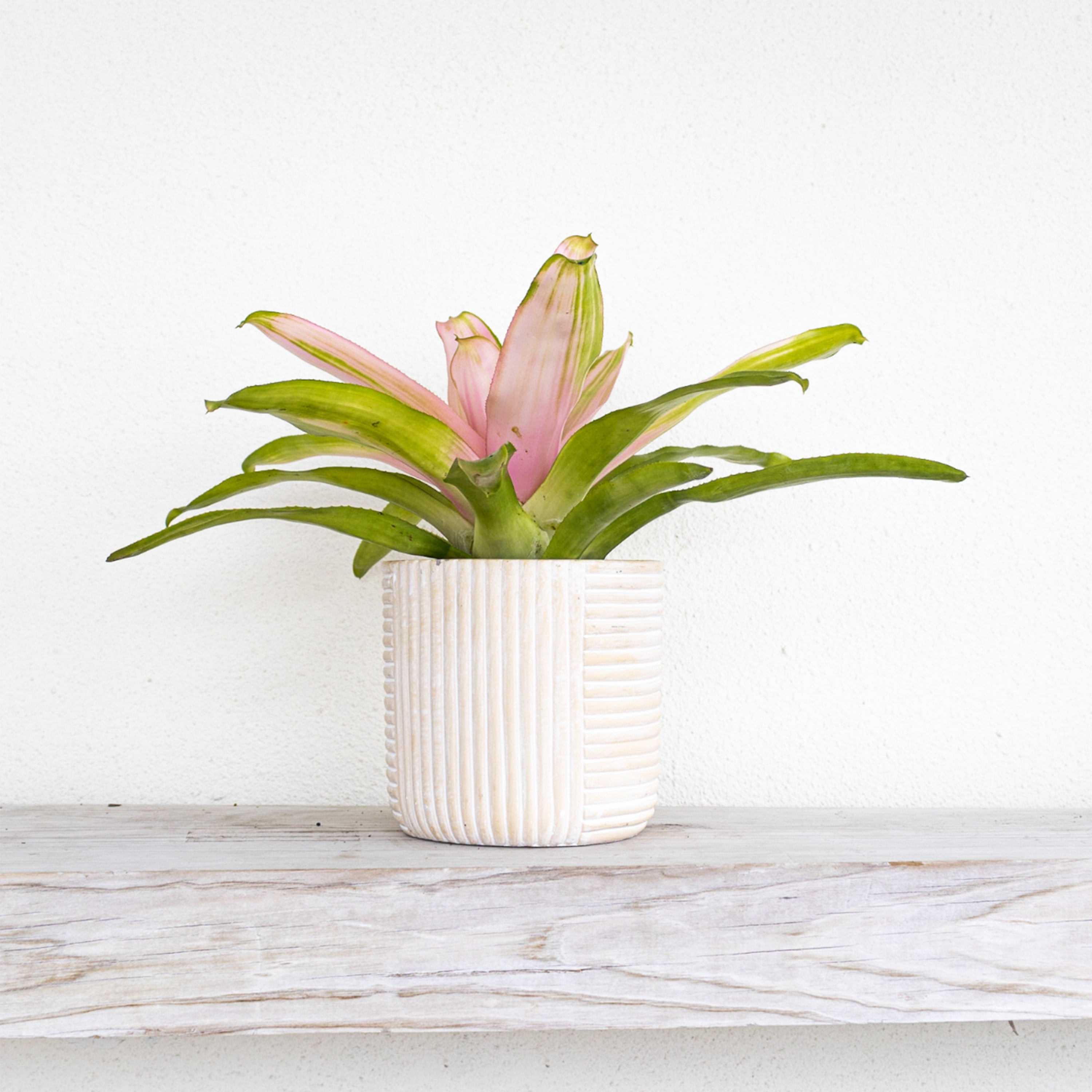 United Nursery Live Bromeliad Pink Cotton Candy Plant 12-16 inches Tall in 6-inch Grower Pot