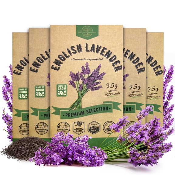 Organo Republic 5-Pack English Lavender Seeds – 11,000  Non-GMO Heirloom Seeds, 12.5G Total for Indoor and Outdoor Planting, Aromatic Herb for Home Garden