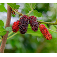 thumbnail image 5 of Dwarf Everbearing Mulberry Plant Live for Planting, Mulberry Fruit Tree Live Plant, Mulberry Seedlings, 5-9 Inch Tall, 5 of 8