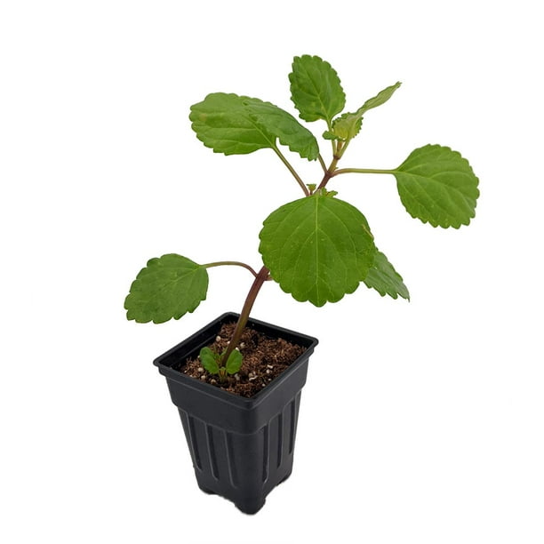 Hirt�s Green Swedish Ivy Plant Plectranthus 2.5" Pot