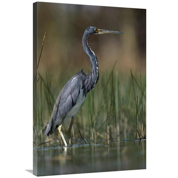 24 x 36 in. Tricolored Heron Wading, North America Art Print - Tim Fitzharris