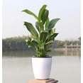 thumbnail image 2 of 2 Sets Self-Watering Flower Pots - Plastic Container with Absorbent System - Indoor Plant Pot for All Plants with Inner Basket & Cotton String, 2 of 6
