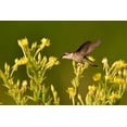 thumbnail image 3 of 1000 YELLOW EVENING PRIMROSE Oenothera lamarckiana Flower Seeds, 3 of 8