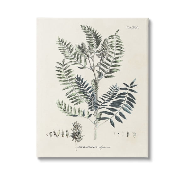 Stupell Industries Vintage Leaf Diagram Botanical & Floral Painting Gallery Wrapped Canvas Art Print Wall Art, 16 x 20