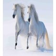 thumbnail image 2 of Duvet Cover Set, Galloping Noble Horses on Snow Covered Field Purity Animals, 2 of 6