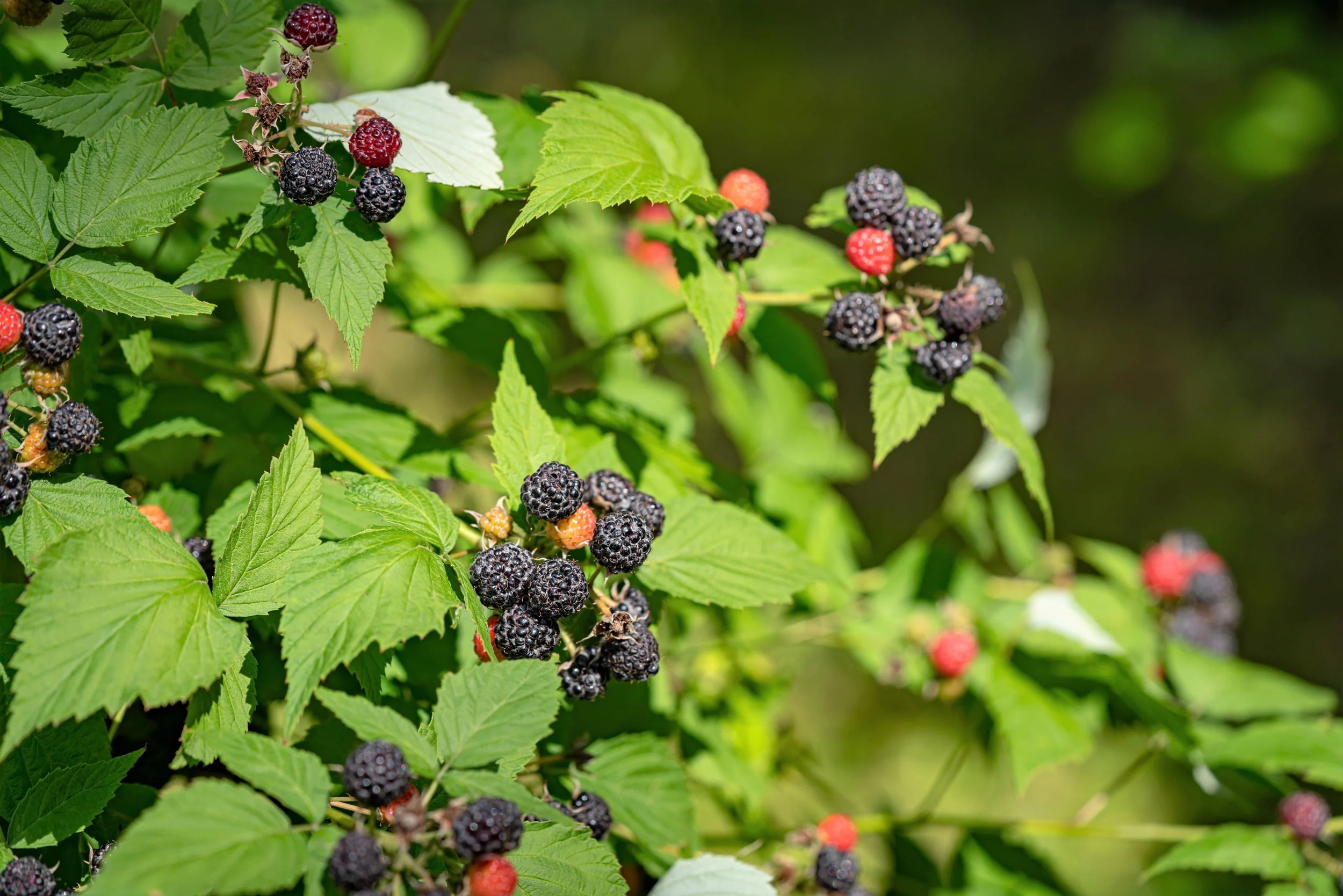 black raspberry Rubus leucodermis leaves, Stanley Park, Vancouver, British  Columbia, Canada Stock Photo - Alamy