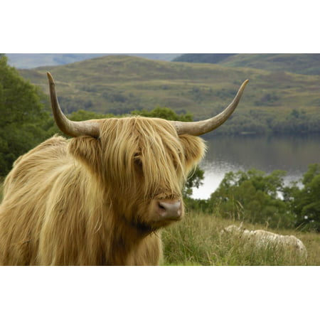 Highland Cattle Above Loch Katrine, Loch Lomond and Trossachs National Park, Stirling, Scotland, UK Print Wall Art By Gary (Best Month To Visit Scotland Highlands)