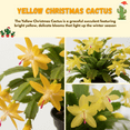 thumbnail image 3 of Rare Yellow Christmas Cactus Plants Live in 3 Inches Pot, Yellow Zygocactus Holiday Cactus, 2 Plant Per Pot, 3 of 5