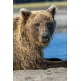 thumbnail image 2 of Jones, Adam 11x14 Black Ornate Wood Framed with Double Matting Museum Art Print Titled - Grizzly bear resting-Lake Clark National Park and Preserve-Alaska, 2 of 4