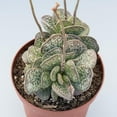 thumbnail image 2 of Calico Hearts - 2 Live Starter Plants in 2 Inch Pots - Adromischus Maculatus - Drought Tolerant Indoor Outdoor Cacti Succulent Houseplant, 2 of 5