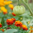 thumbnail image 6 of The Old Farmer's Almanac Petite Mixture Marigold Seeds - Premium Non-GMO, Open Pollinated, USA Origin, Flower Seeds - 1 Gram, 6 of 8