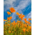 thumbnail image 2 of Fitzharris, Tim 12x14 Gold Ornate Wood Framed with Double Matting Museum Art Print Titled - California Poppies near Lake Elsinor, 2 of 4