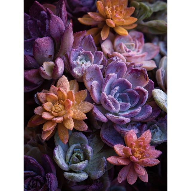 Qisvanset Colorful Succulent Plants Canvas Wall Art Print, 15.75x11.81 Inches