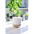 thumbnail image 4 of Better Homes & Gardens White Salted Coconut & Mahogany 16oz 2-Wick Candle, 4 of 5