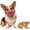 #B, variant on Scary Latex Dog Mask for Small Medium Dogs