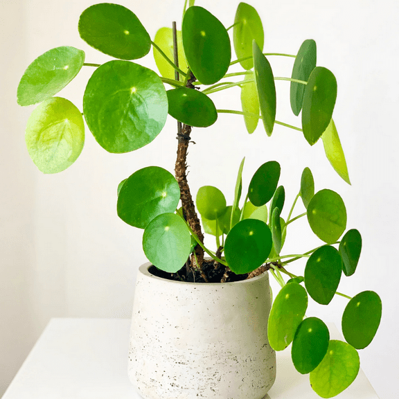 Pilea Peperomioides Plant Live, In 2" Pot, Chinese Money Plant Indoor Outdoor Houseplant