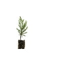 thumbnail image 3 of Giant Sequoia | Small Tree Seedling | The Jonsteen Company, 3 of 8