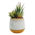 thumbnail image 1 of KOZIE LIFESTYLE CERAMIC PLANTER WITH SUCCULENT - PACK OF 2, 1 of 1