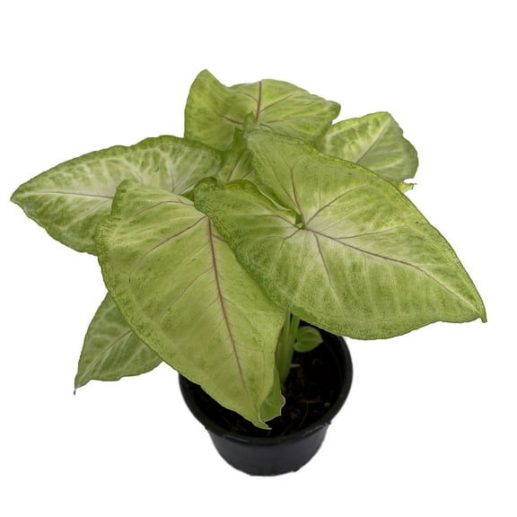 SALE - Golden Allusion Arrowhead Plant - Syngonium/Nepthytis - 4" Pot