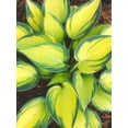 thumbnail image 2 of June Variegated Hosta ( miniature size ) - Live Plant - ( 1 QT ), 2 of 5