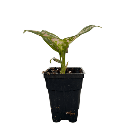 Red Valentine Chinese Evergreen Plant - 2.5" Pot - Aglaonema - Grows in Dim Light