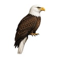 thumbnail image 2 of Diceymbol 9 Inch Wooden Bald Eagle Door Topper, Handcrafted Realistic Bird Corner Decor for Door Frames Shelves and Picture Frame Corners, Gift for Eagle Lovers, 2 of 5