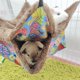 thumbnail image 4 of Hamaca para hámster Cama colgante para mascotas pequeñas de 2 capas Jaula colgante de felpa cálida para invierno - L-2 dontodent Kuyhfg Sin marca, 4 of 5