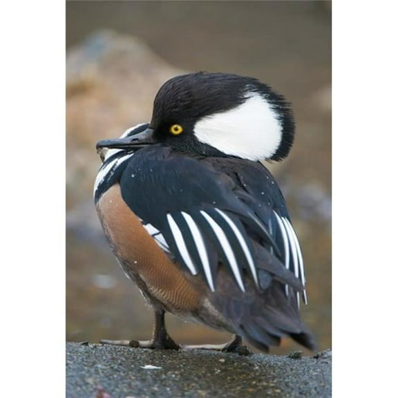 Posterazzi PDDCN02PCL0132 Hooded Merganser Bird Stanley Park British Columbia Poster Print by Paul Colangelo - 18 x 26 in.