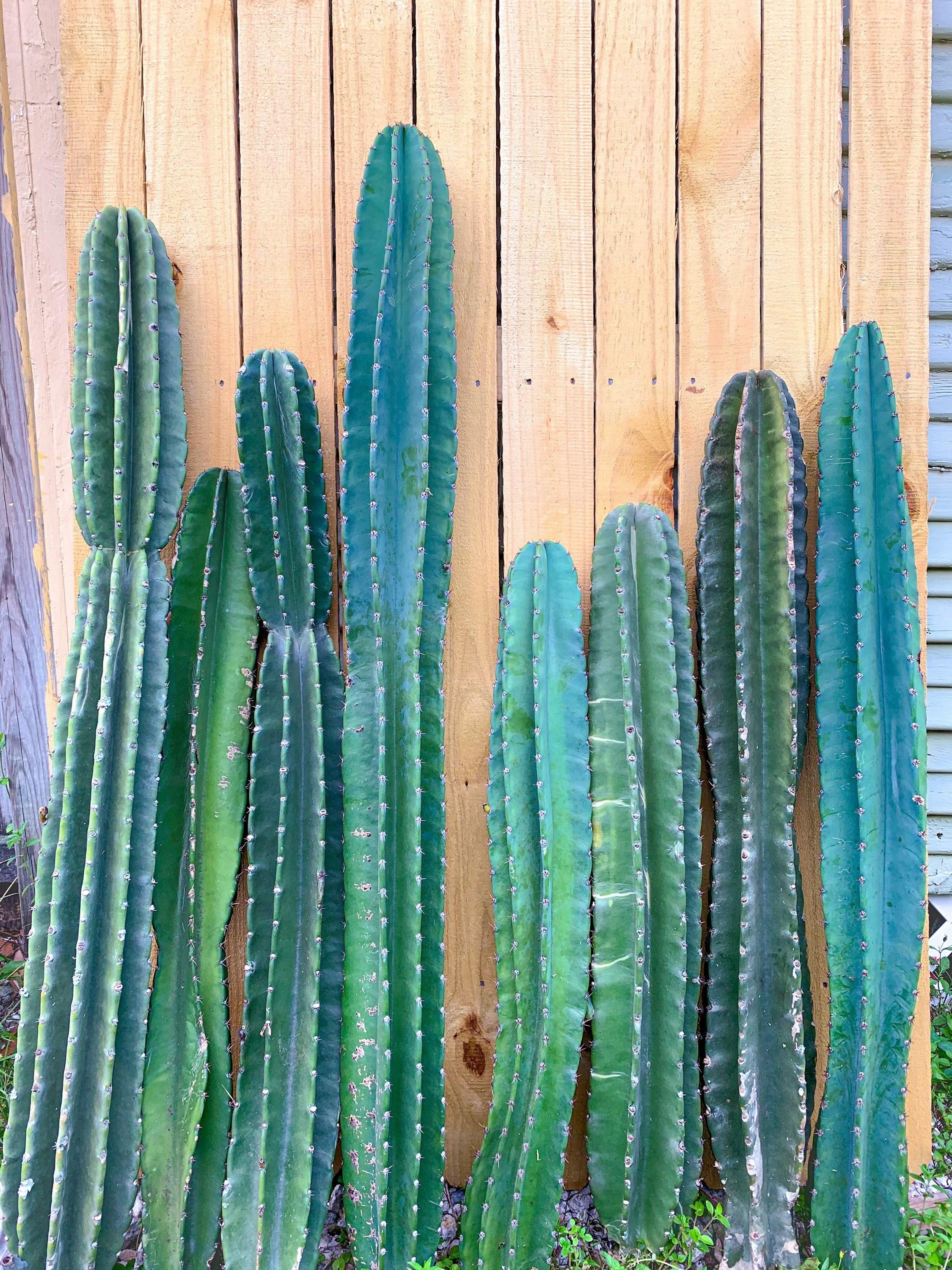 RedCrocus Peruvian Apple Cactus-Cereus peruvianus-Unique indoor plant  10" Pot
