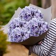 thumbnail image 7 of Faux Hydrangea Large Artificial Purple Hydrangea Flowers 26" Real Touch Hydrangea Flowers Lifelike Silk Hydrangea Stems for Party Garden Home Decor-3pcs, 7 of 7