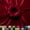 Wine Red, variant on Ice Fabrics 90% Polyester Plain Craft Fabric by the Yard, Wine Red