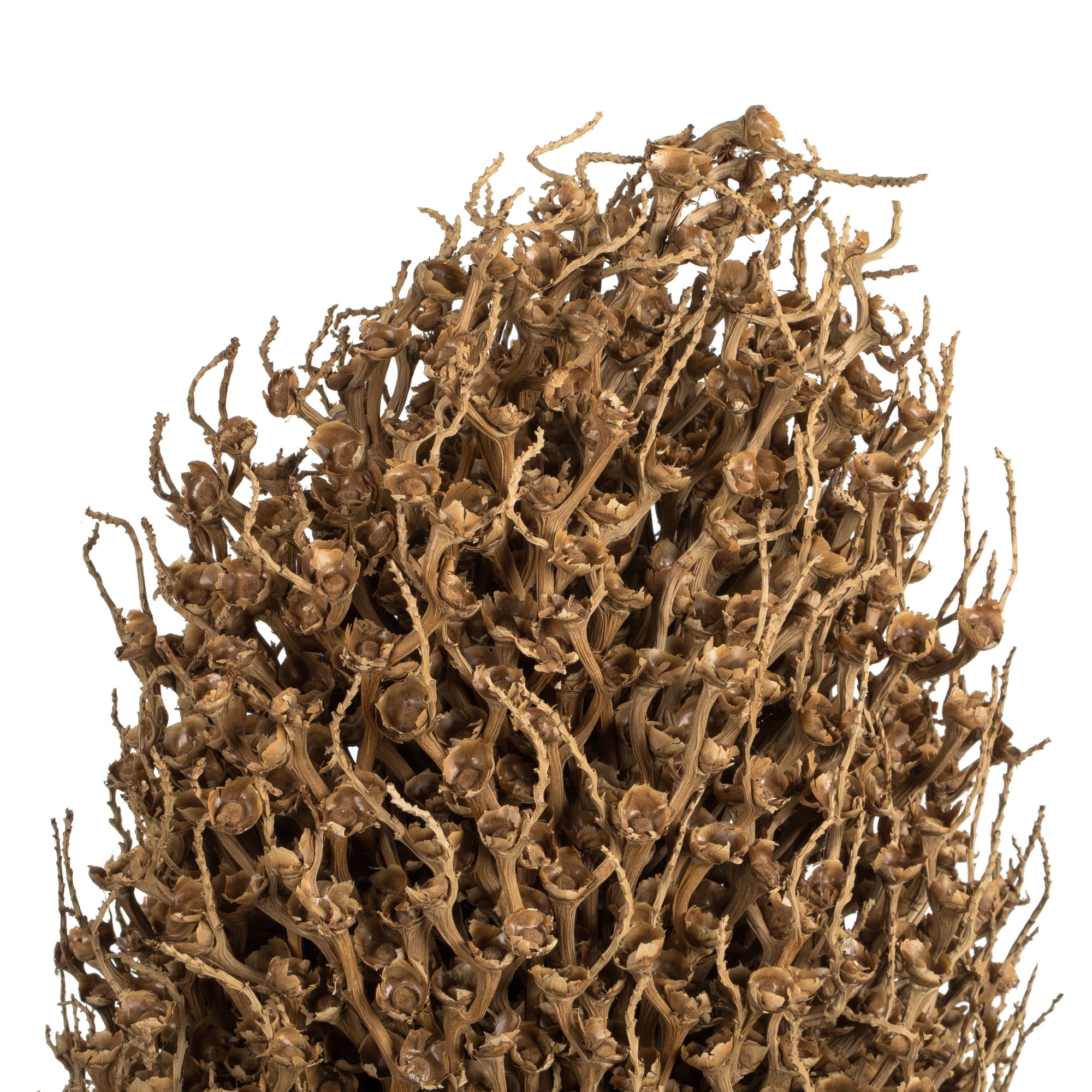 Vickerman 22 x 7" avg Natural Olympia Seed Pod, 1 piece, Dried