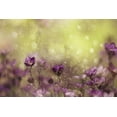 thumbnail image 2 of Devos, Delphine 32x23 White Modern Wood Framed Museum Art Print Titled - Purple Dream, 2 of 4