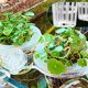 thumbnail image 5 of Maceta Hidropónica para Cultivo de Batata | Macetero Transparente con Ventosa de Acrílico | Soporte para Plantas Acuáticas para Decoración de Acuario | Diseño Transparente que Ahorra Espacio | 1, 5 of 9