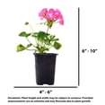 thumbnail image 4 of Expert Gardener 8" Pink Geranium Live Plants in 4" Grower Pot Full Sun, 4 of 7