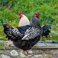 thumbnail image 3 of 2 Pieces Chicken Saddle with Adjustable Straps Oxford Cloth Hen Foldable Apron Poultry Back Wing Feather Growth Fixing Protector Blue, 3 of 8