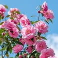 thumbnail image 5 of National Plant Network 1 gal. Camellia Taylors Perfection Live Shrub, 5 of 9