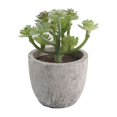 thumbnail image 1 of Bgsha 多头多肉植物 盆栽装饰植物 低维护植物 节日装饰 室内园艺装饰 独特的叶片变异 现代与乡村风格 理想的礼物选择 绿色植物装饰 节日或生日礼物, 1 of 9