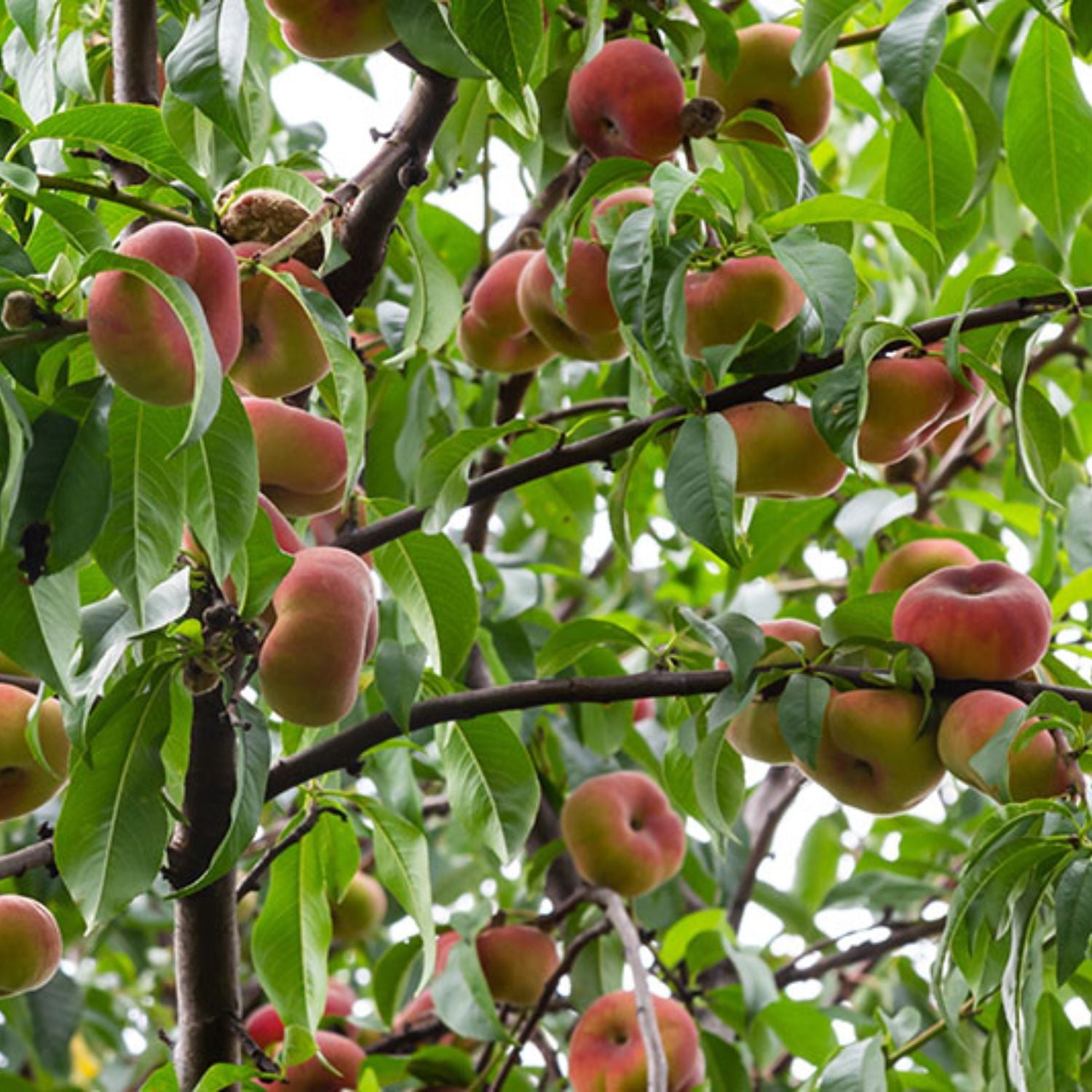 Expert Gardener 1-2 ft. tall Donut Peach Live Tree in 1-Gallon Grower Pot