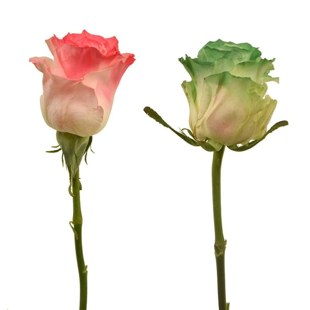 Member's Mark Illusion Roses, 96 stems, Choose color variety