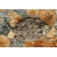 thumbnail image 2 of Illg, Cathy and Gordon 14x11 Gold Ornate Wood Framed with Double Matting Museum Art Print Titled - USA, Texas, Kimble County Texas horned lizard, 2 of 4