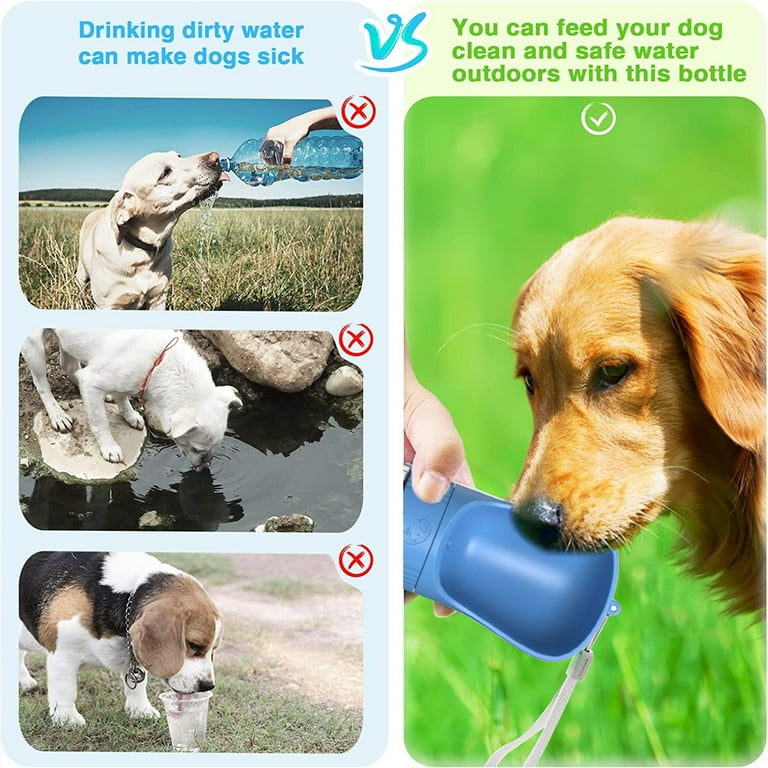 Animal My Dog Drank From A Puddle My Dog Drank Dirty Water Why You