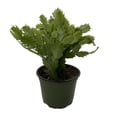 thumbnail image 2 of Hirt's Red Christmas Cactus Plant - Zygocactus - 4" pot, 2 of 4