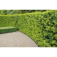 thumbnail image 2 of Needlepoint Chinese Holly - Ilex Cornuta - 12 Live Quart Size Plants - Low Maintenance Screening Evergreen Hedge, 2 of 5