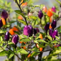 Pepper Seeds - Hot - NuMex Twilight - 1 Oz ~5,000 Seeds - Capsicum annuum - Farm & Garden Vegetable Seeds - Non-GMO, Heirloom, Open Pollinated, Annual