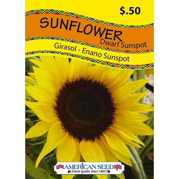 American Seed 1G Sunflower Dwarf Sunspot Annual Flower Seeds Full Sun