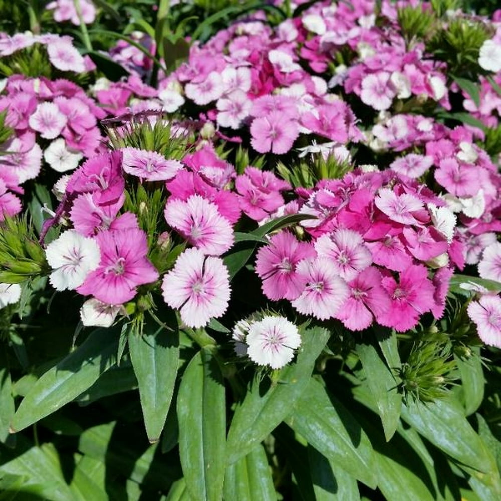 Pink Magic Dianthus Multiple Pink Shades 4" Pot