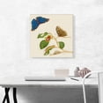 thumbnail image 2 of ARTCANVAS Blue Morpho Butterfly Caterpillar Chrysalis Canvas Art Print by Maria Sibylla Merian - Size: 18" x 18" (1.50" Deep), 2 of 9