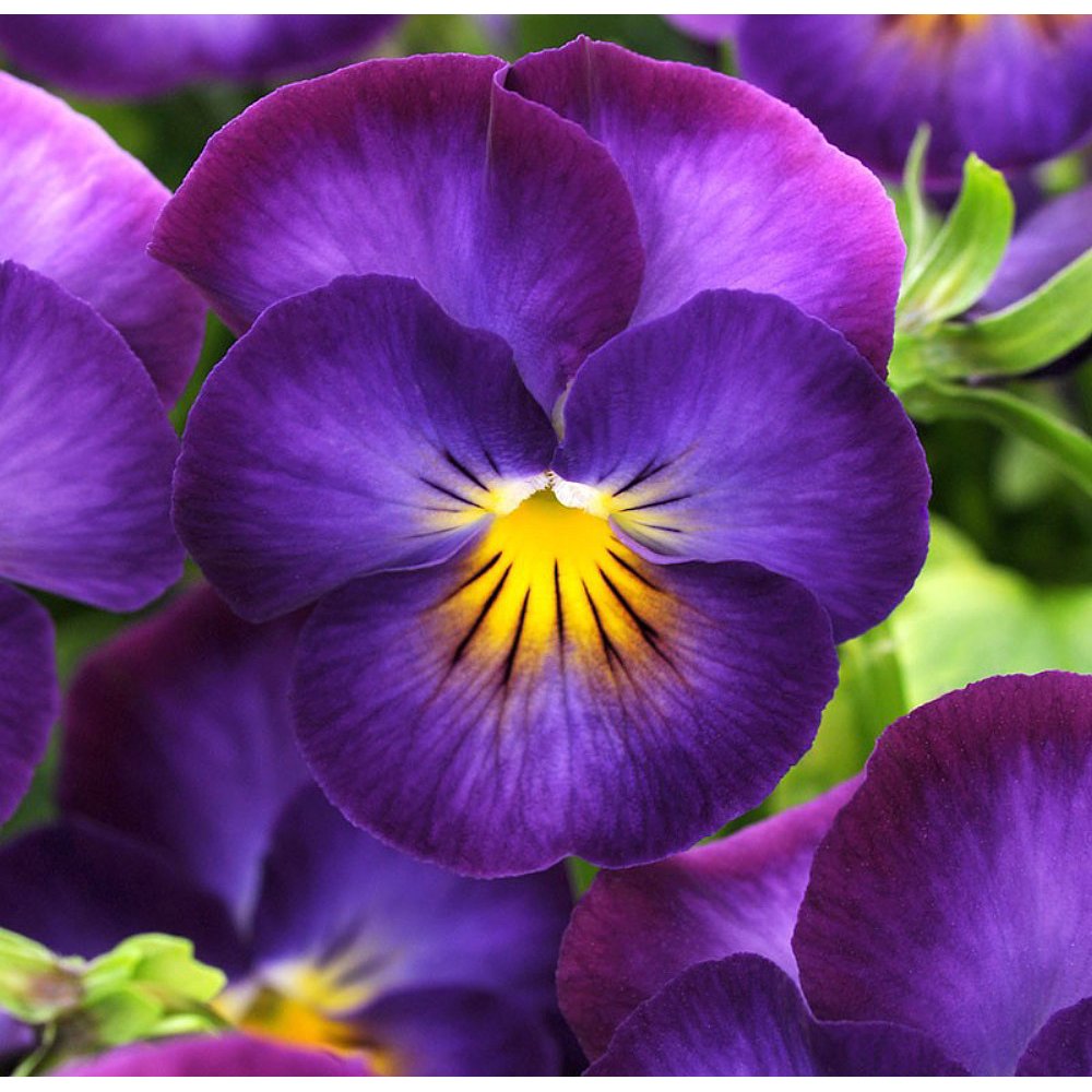 Halo Violet Blue Hardy Violet Perennial Viola Live Plant Quart